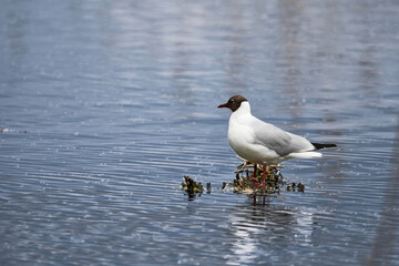 Black-headed gull stands on a flooded floating nest in the water (Larus ridibundus)