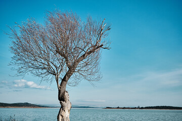 Huge and very old plane tree (planatus orientalis) in Golyazi uluabat lake (Apolyont) in Bursa, Turkey with sun shine background. 