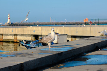 Single and huge seagulls in port and harbor of kadikoy shore with lighthouse background in istanbul...