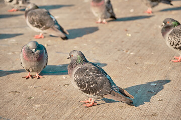 Groups of doves and pigeons standing near the bosphorus shore. Doves are scratch and  itching their winds and people walking  and seagulls are flying behind the birds with a women background.