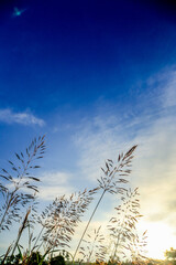 beautiful sunrise over a summer blossoming meadow