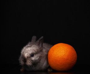 image of rabbit orange dark background 