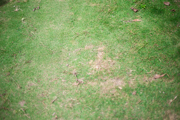 reensward field background