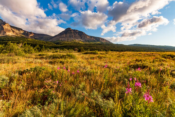 Fototapeta premium wild flowers on the summer meadow near Apikuni peak in Many Glacier area in Glacier national Park in Montana.