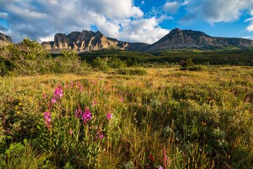 Fototapeta premium wild flowers on the summer meadow near Apikuni peak in Many Glacier area in Glacier national Park in Montana.