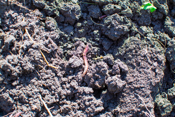Bare earth in the garden soil cultivation vegetable garden