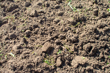 Bare earth in the garden soil cultivation vegetable garden