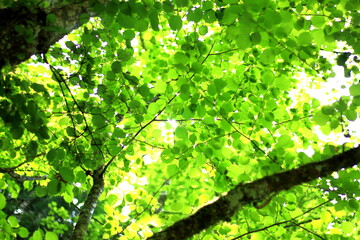 新緑の樹木。エコロジーなイメージ。