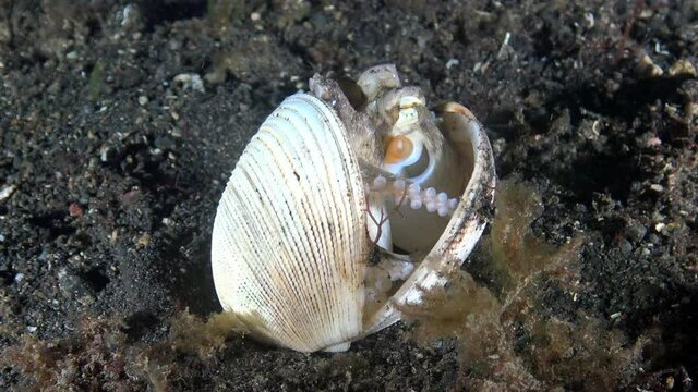 Small Veined Octopus hiding in an empty shell underwater on a sandy bottom coral reef in tropical waters in Lembeh Strait Indonesia north sulawesi.