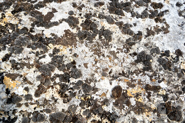 Stone covered with gray and orange lichen