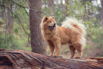 Obraz na płótnie Canvas Chow Chow dog in the forest standing on a log