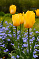 Fototapeta premium Gardening. Yellow beautiful tulips blooming in a green garden.