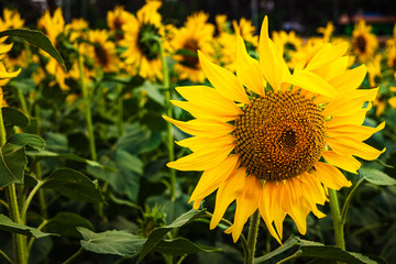 sunflower fully bloomed close up shot with blurred background and space for text at day