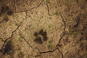 paw print of a dog in dry hot ground