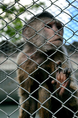 monkey in the cage