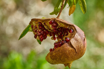 pomegranate fruit with honey bee sucking nectar, Liguria, Italy