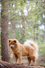 Chow Chow dog in the forest