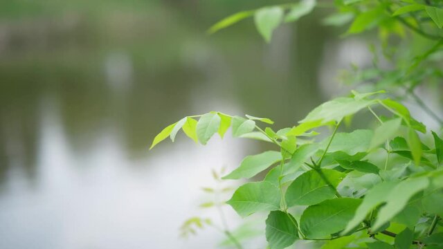 Tree branch with young fresh green leaves against blurred water background
