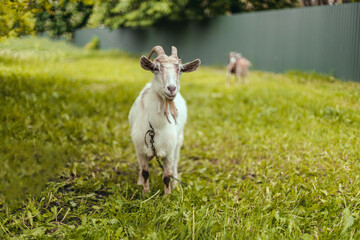 White goat with large horns eats grass in a village meadow. Summer or spring.
