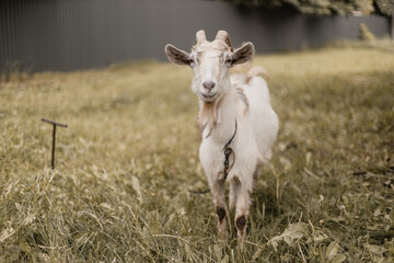 Close up portrait of white adult goat grass on green summer meadow field in countryside