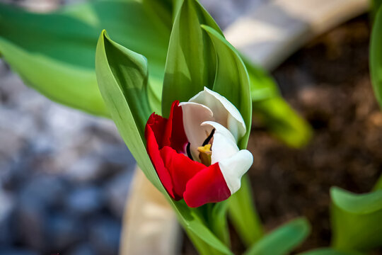 Tulpe rot wei&szlig;. Mottofarben des 1. FC K&ouml;ln. Zweifarbige Tulpenblume mit gr&uuml;nen Bl&auml;ttern. Bl&uuml;tenbl&auml;tter in rot und wei&szlig;. K&ouml;lle Alaaf. Fu&szlig;ballflagge in Blumenfarben. Fu&szlig;ballclub Farben rot/wei&szlig;.