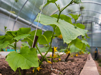 green cucumber plant bloomed in the greenhouse