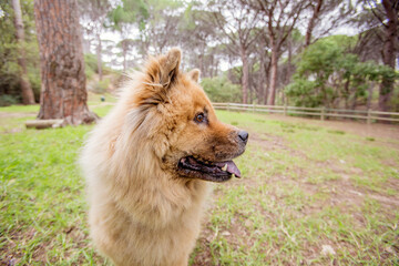 Fototapeta na wymiar Chow Chow dog in the forest