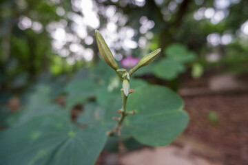 leaves on a branch