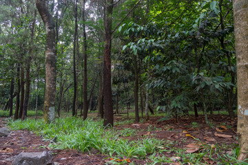 Obraz premium trees in the forest