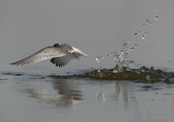 A juvenile Little Tern emerging out from water after a dive at Asker marsh, Bahrain
