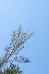 Pine trees on the background of the blue sky with selective focus