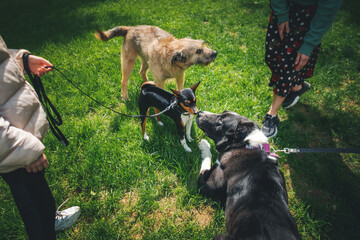 Three dogs on leashes meeting and sniffing each other on a walk on the summer grass with owners