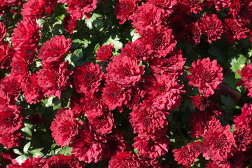 Dozens of red flowers of Chrysanthemums in October