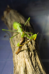 Close-up of a European praying mantis eating a grasshopper. Macro photo