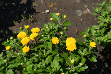 Early flowering yellow Chrysanthemums in bloom in July