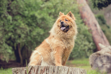 Plakat Chow Chow dog in the forest