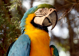 blue and gold macaw