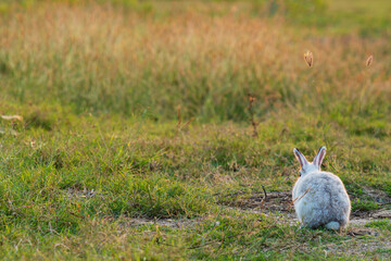 Easter bunny concept. Back of adorable fluffy little white and grey rabbits looking at something while standing on the green grass over natural background.