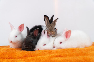 Obraz premium Easter animal bunny concept. Group of adorable little baby rabbit bunny lying down together relax on orange blanket over white background. Tiny furry mammal sitting comfortable on cotton fabric.