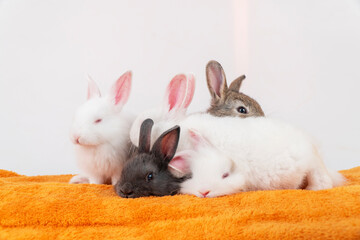 Naklejka premium Easter animal bunny concept. Group of adorable little baby rabbit bunny lying down together relax on orange blanket over white background. Tiny furry mammal sitting comfortable on cotton fabric.