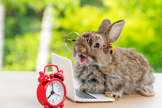 4 442 最適な 目の赤いうさぎ 画像 ストック写真 ベクター Adobe Stock