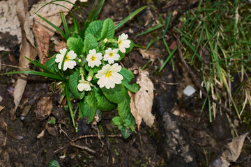 The common primrose (Primula vulgaris) is a plant of the Primulaceae family, which blooms in early spring,Liguria,Italy

