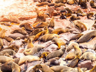 Brown fur seal, Arctocephalus pusillus, colony at Cape Cross, on Skeleton Coast of Atlantic Ocean, near Henties Bay in Namibia, Africa.