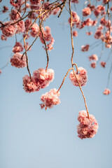 Cherry Blossom (Sakura) in English Garden