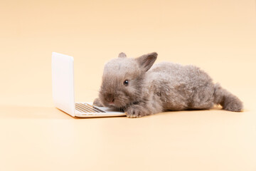 Adorable furry baby rabbit grey looking at laptop while sitting over isolated pastel background....