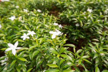 lily of the valley