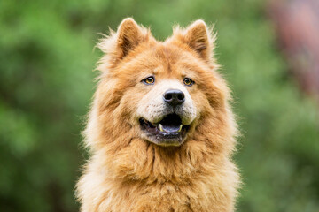 Chow Chow dog in the forest