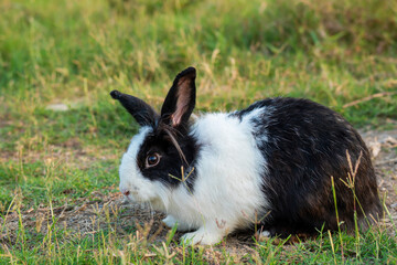 Easter bunny concept. Adorable fluffy little white and black rabbits looking at something while sitting on the green grass over natural background.