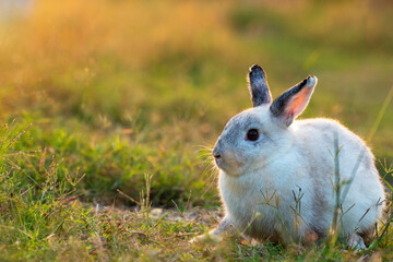 Easter bunny concept. Adorable fluffy little white and grey rabbits looking at something while...
