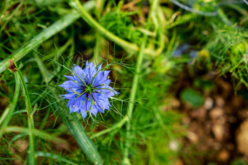 A blue flower called nigella or nigella, view from above
